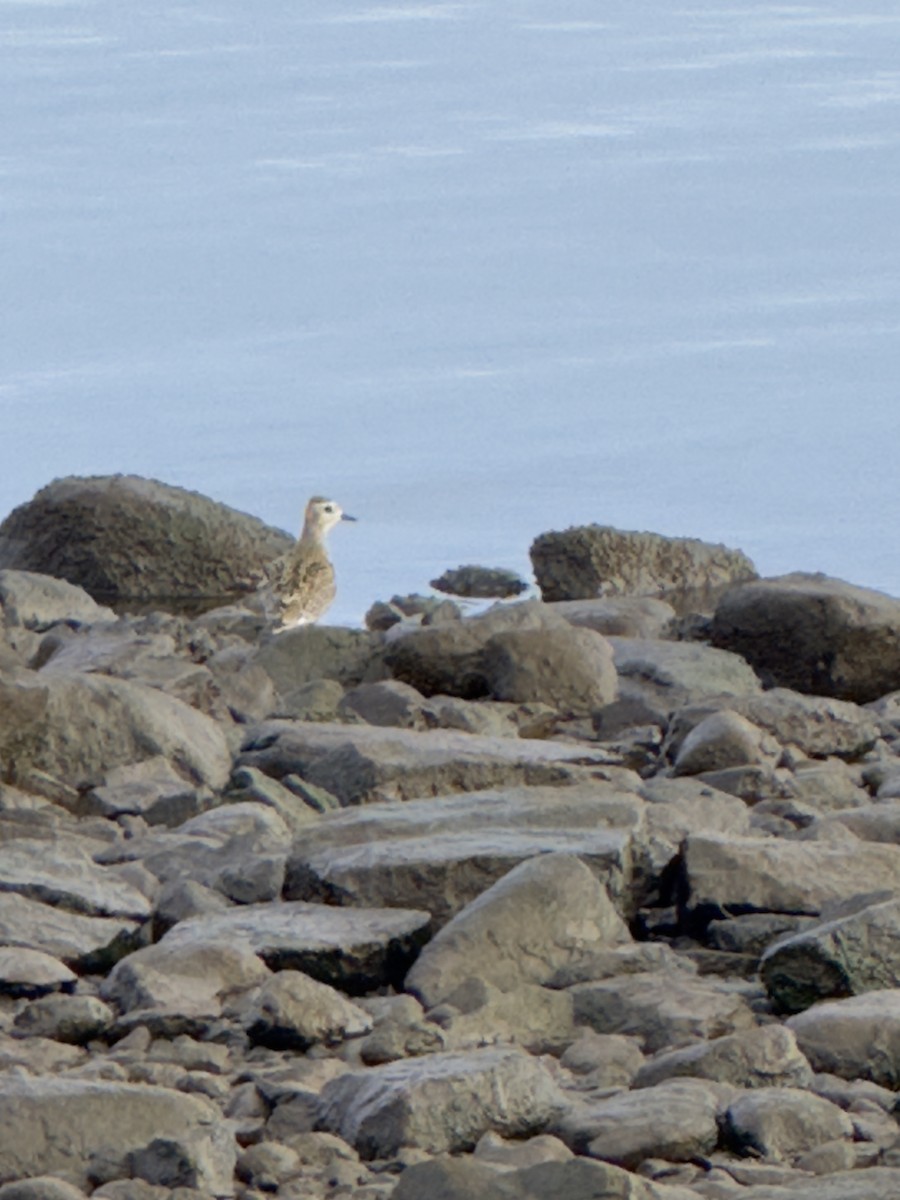 American Golden-Plover - ML641911288