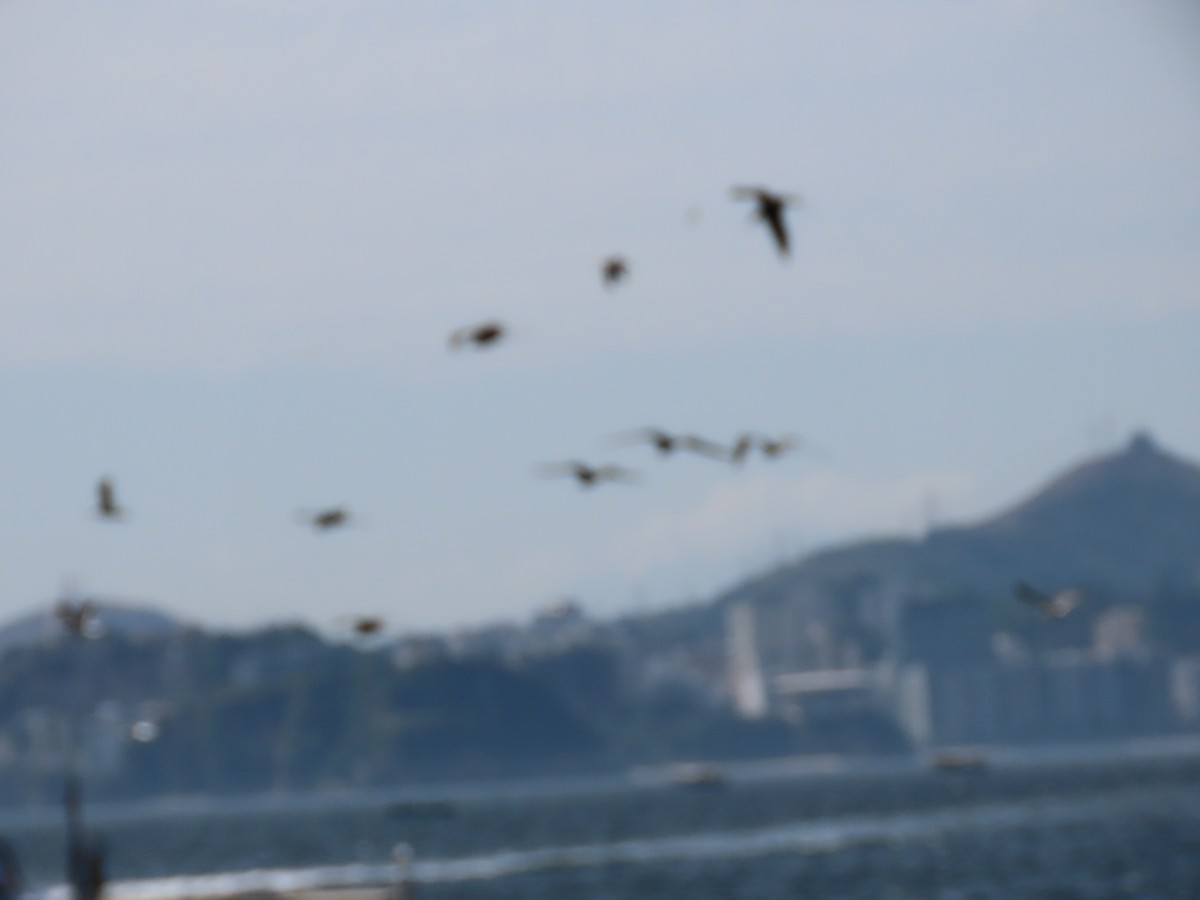 Magnificent Frigatebird - ML641911292