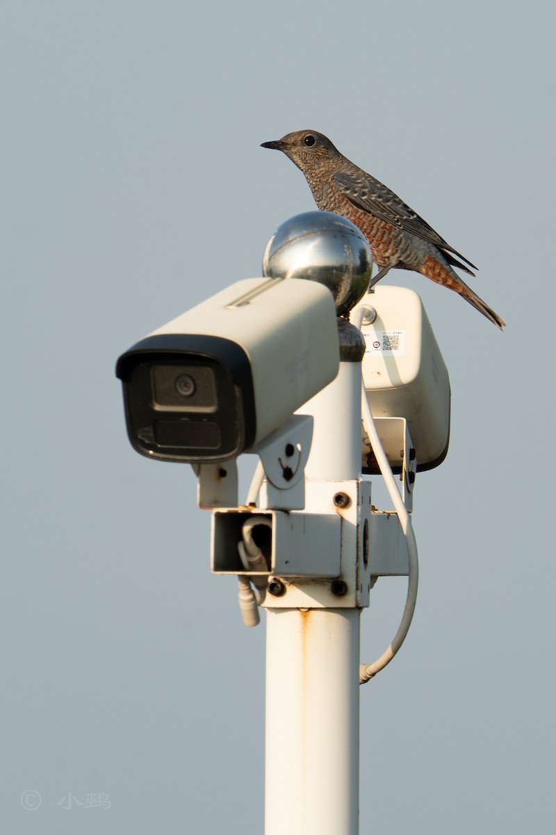Blue Rock-Thrush - ML641911293