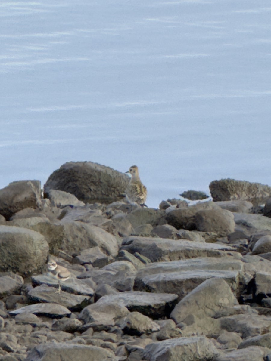 American Golden-Plover - ML641911295
