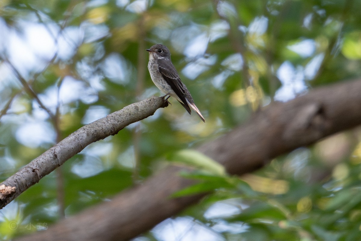 Dark-sided Flycatcher - ML641911299