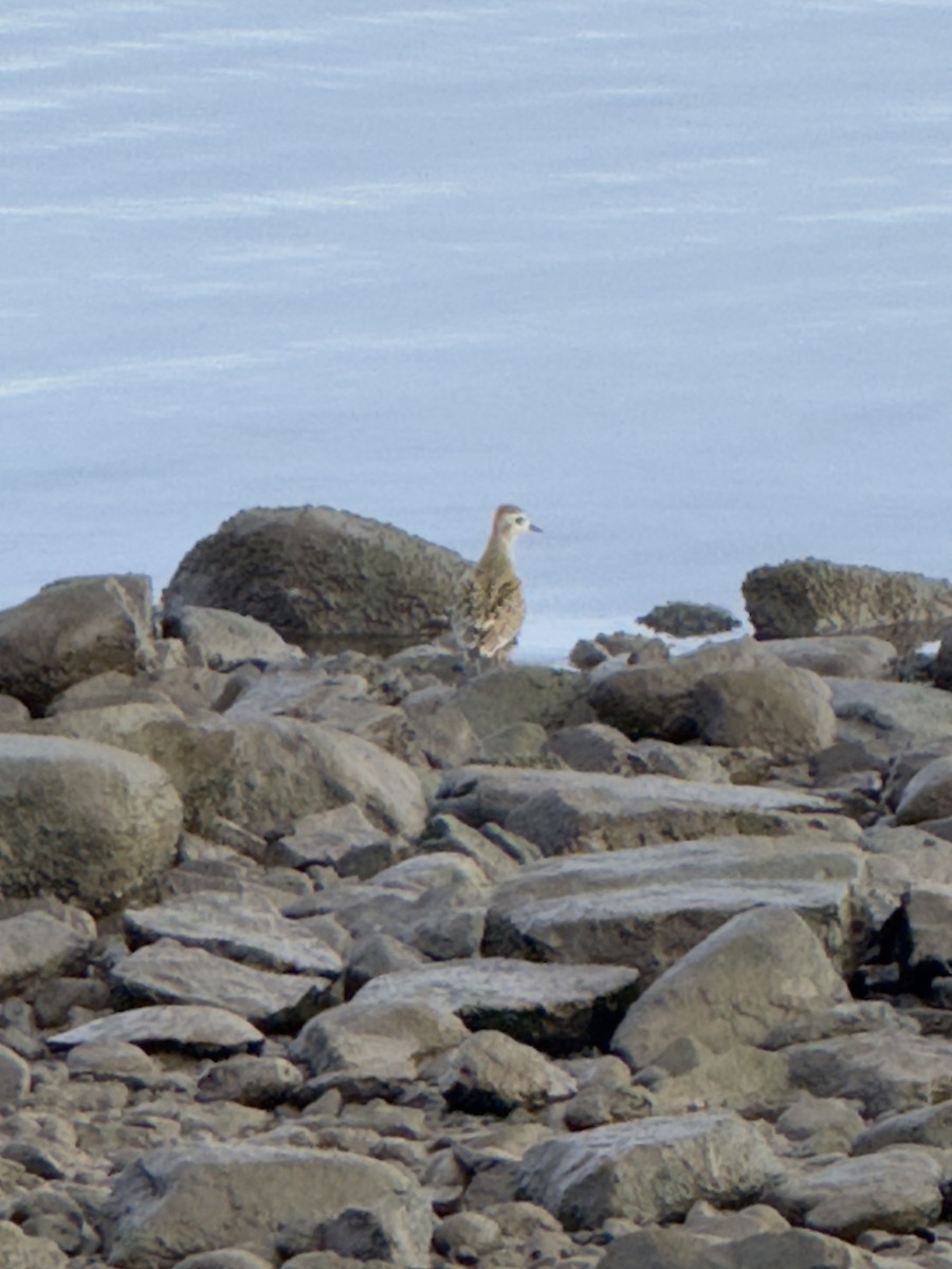 American Golden-Plover - ML641911302