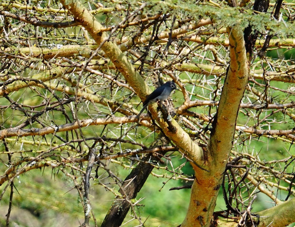 White-eyed Slaty-Flycatcher - ML641911314