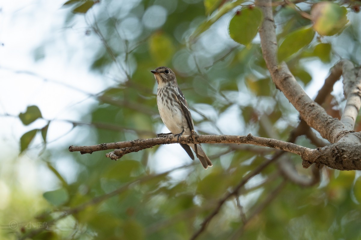 Gray-streaked Flycatcher - ML641911332