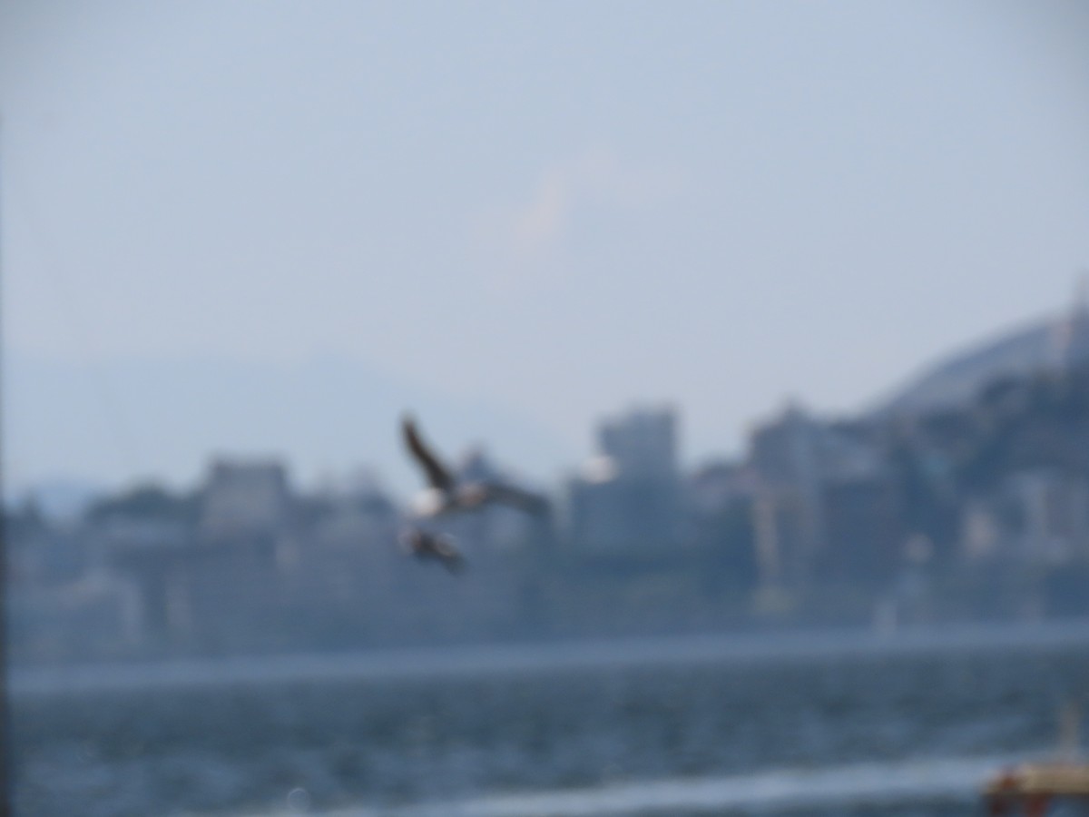 Magnificent Frigatebird - ML641911335