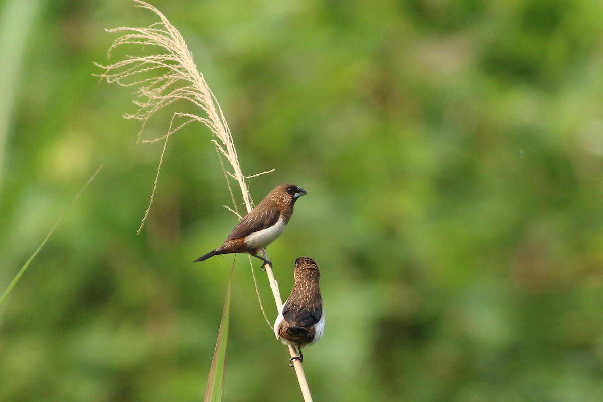 White-rumped Munia - ML641911336