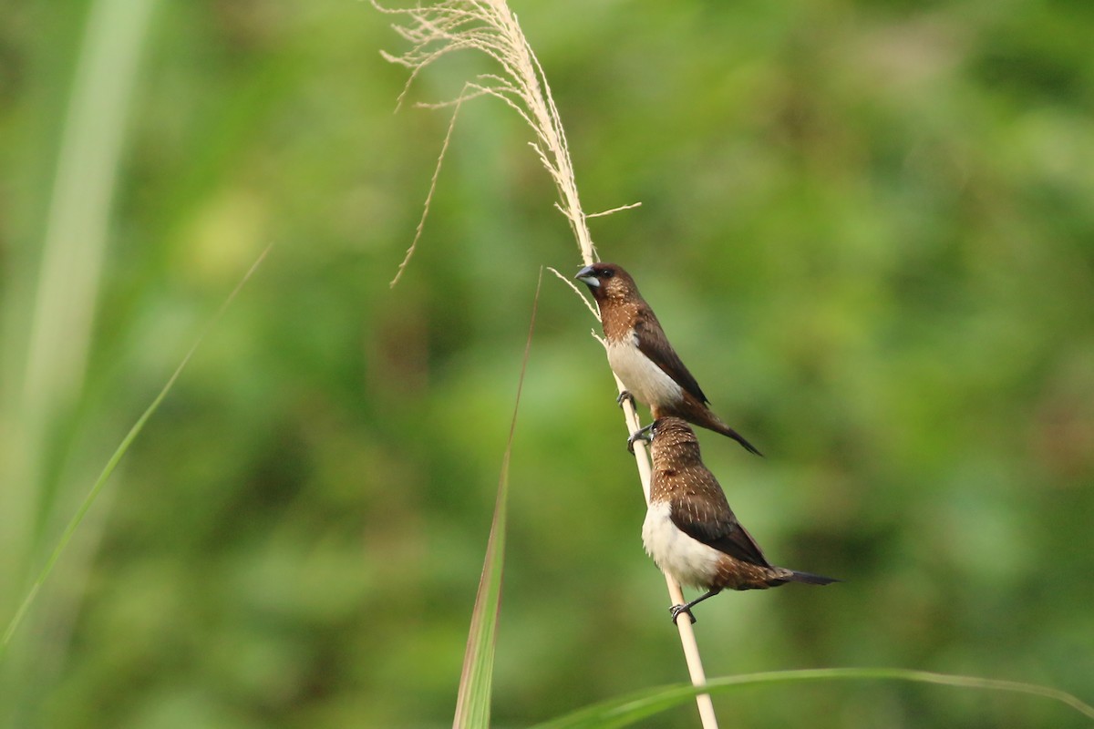 White-rumped Munia - ML641911337