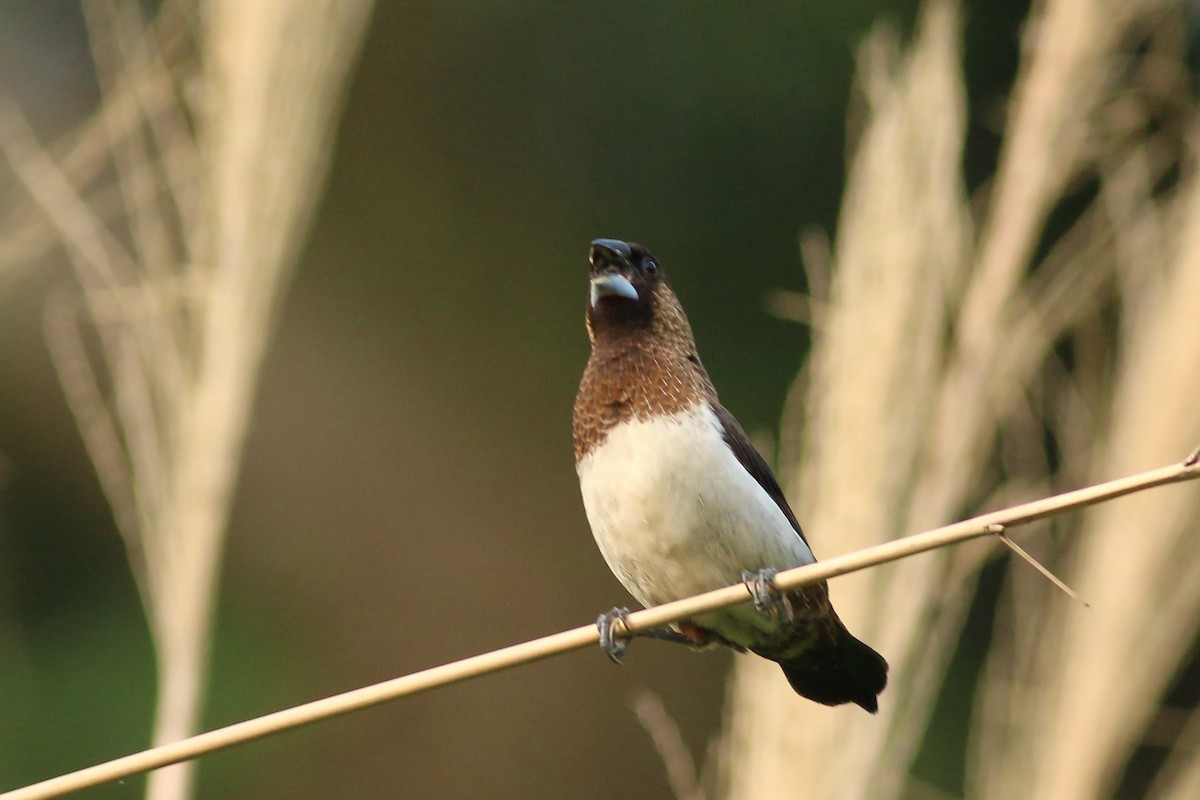 White-rumped Munia - ML641911338