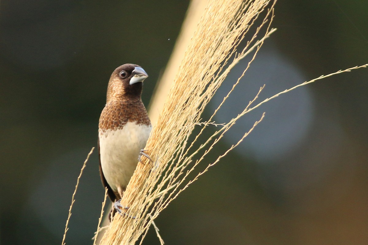 White-rumped Munia - ML641911339