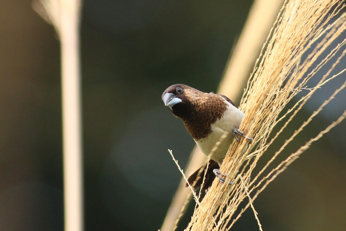 White-rumped Munia - ML641911340
