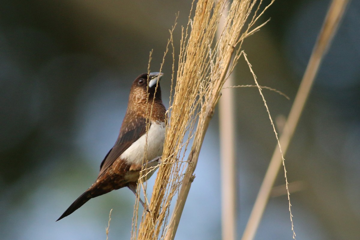 White-rumped Munia - ML641911341