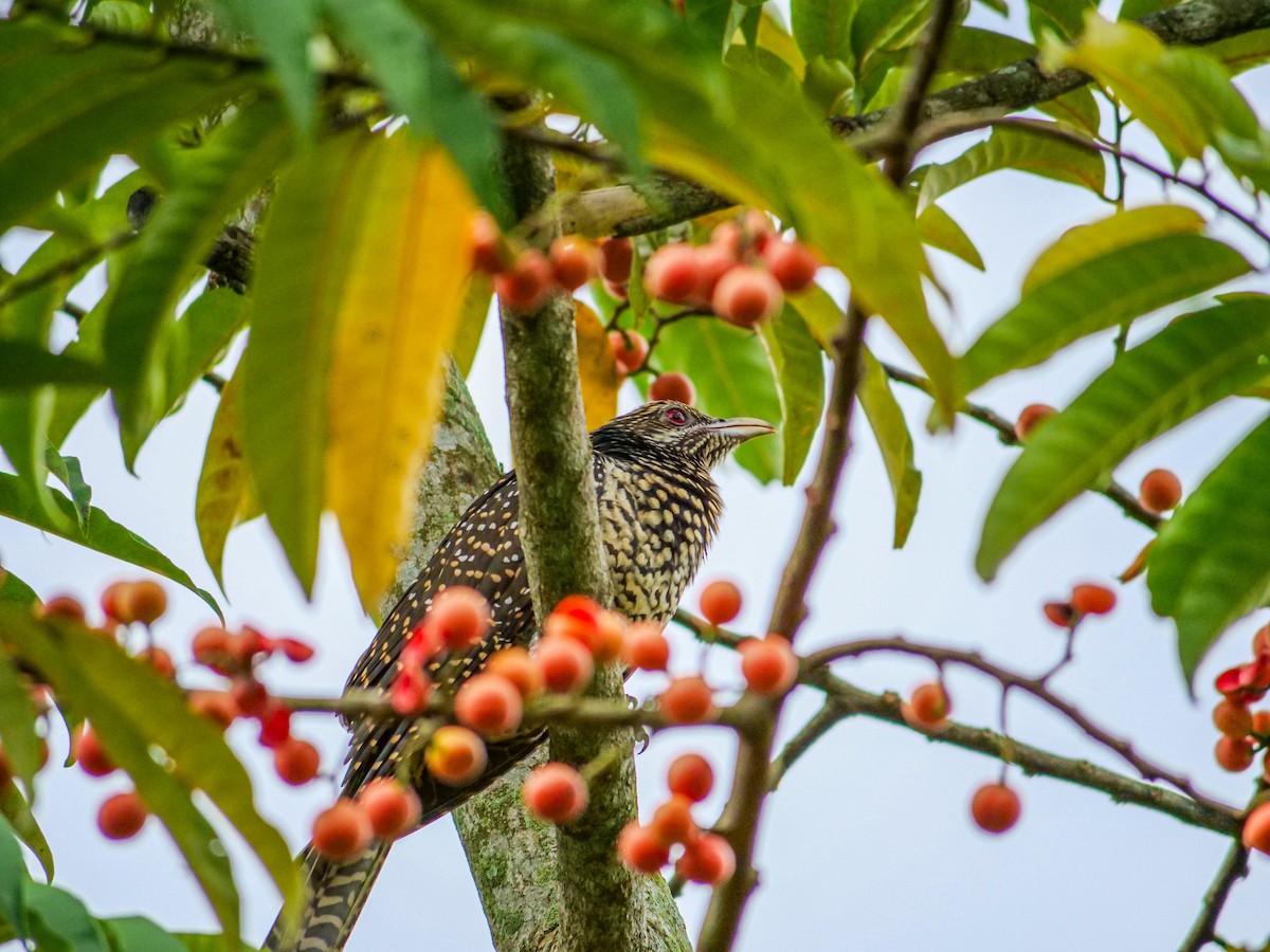 Asian Koel - ML641911342