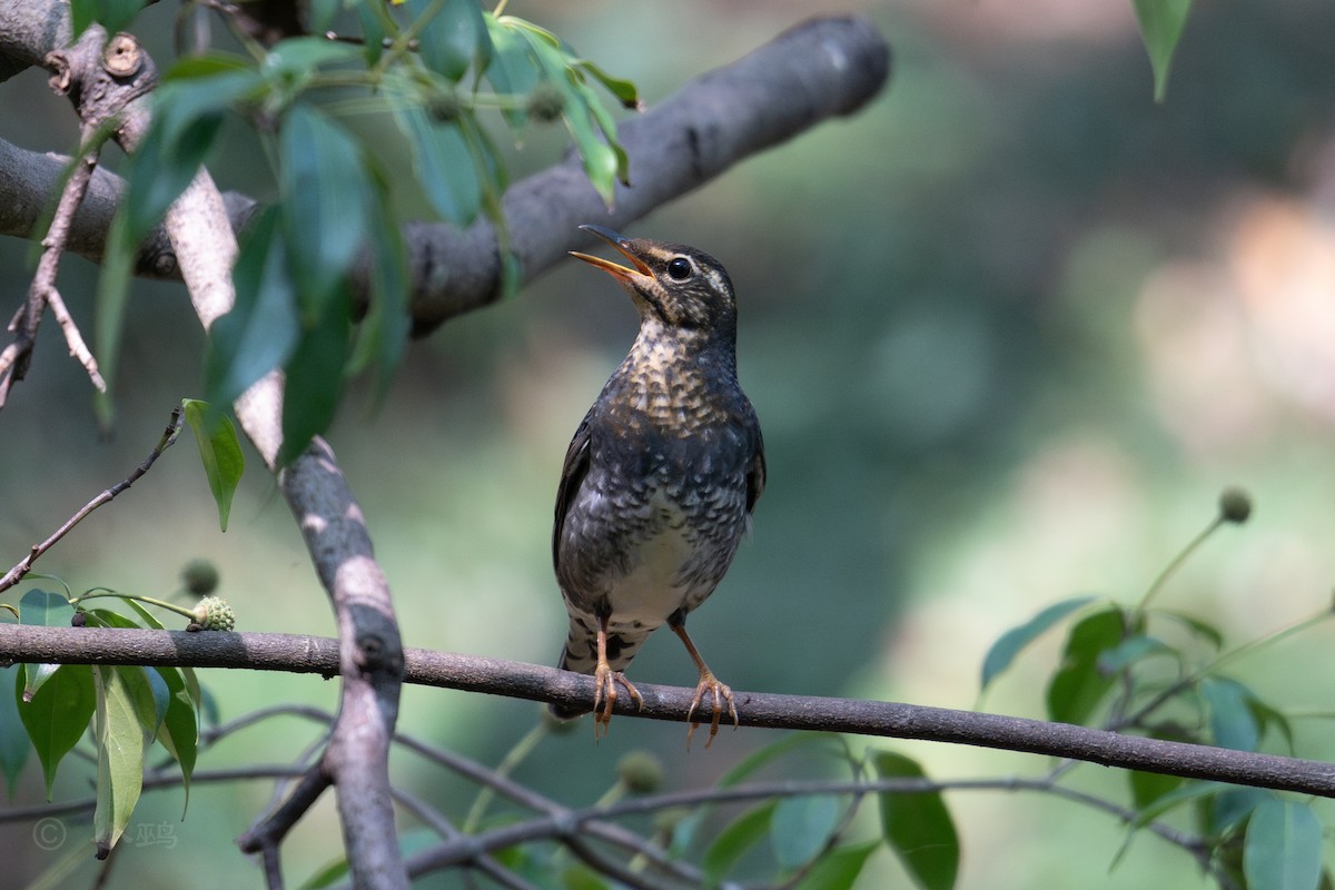 Siberian Thrush - ML641911343