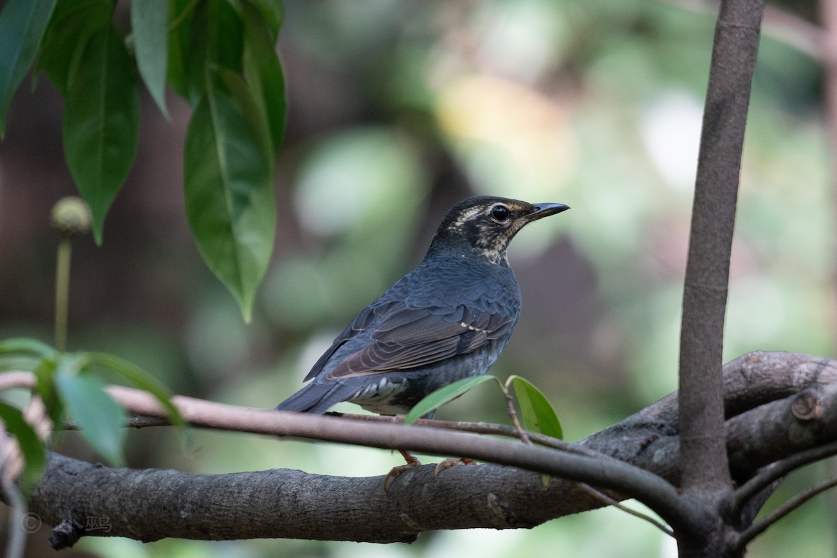 Siberian Thrush - ML641911344