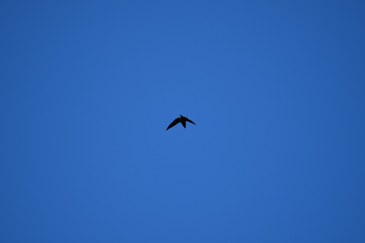 Chimney Swift - ML641911350