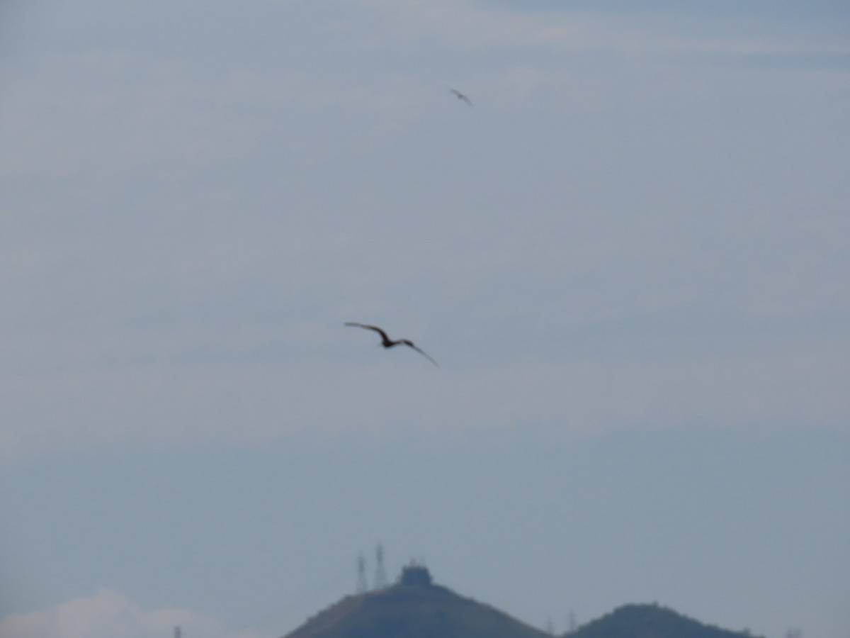 Magnificent Frigatebird - ML641911363