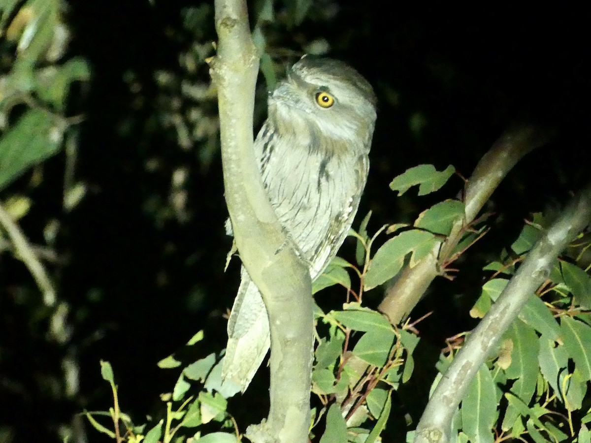 Tawny Frogmouth - ML641911370