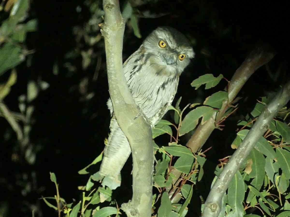 Tawny Frogmouth - ML641911371