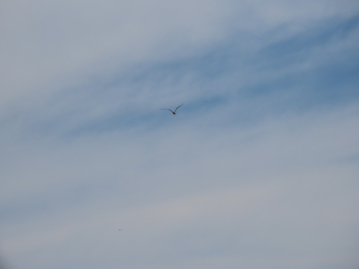 Magnificent Frigatebird - ML641911374