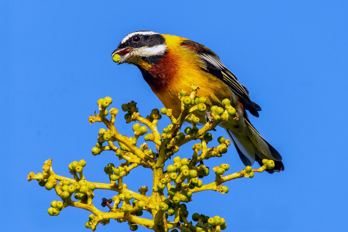 Hispaniolan Spindalis - ML641911375