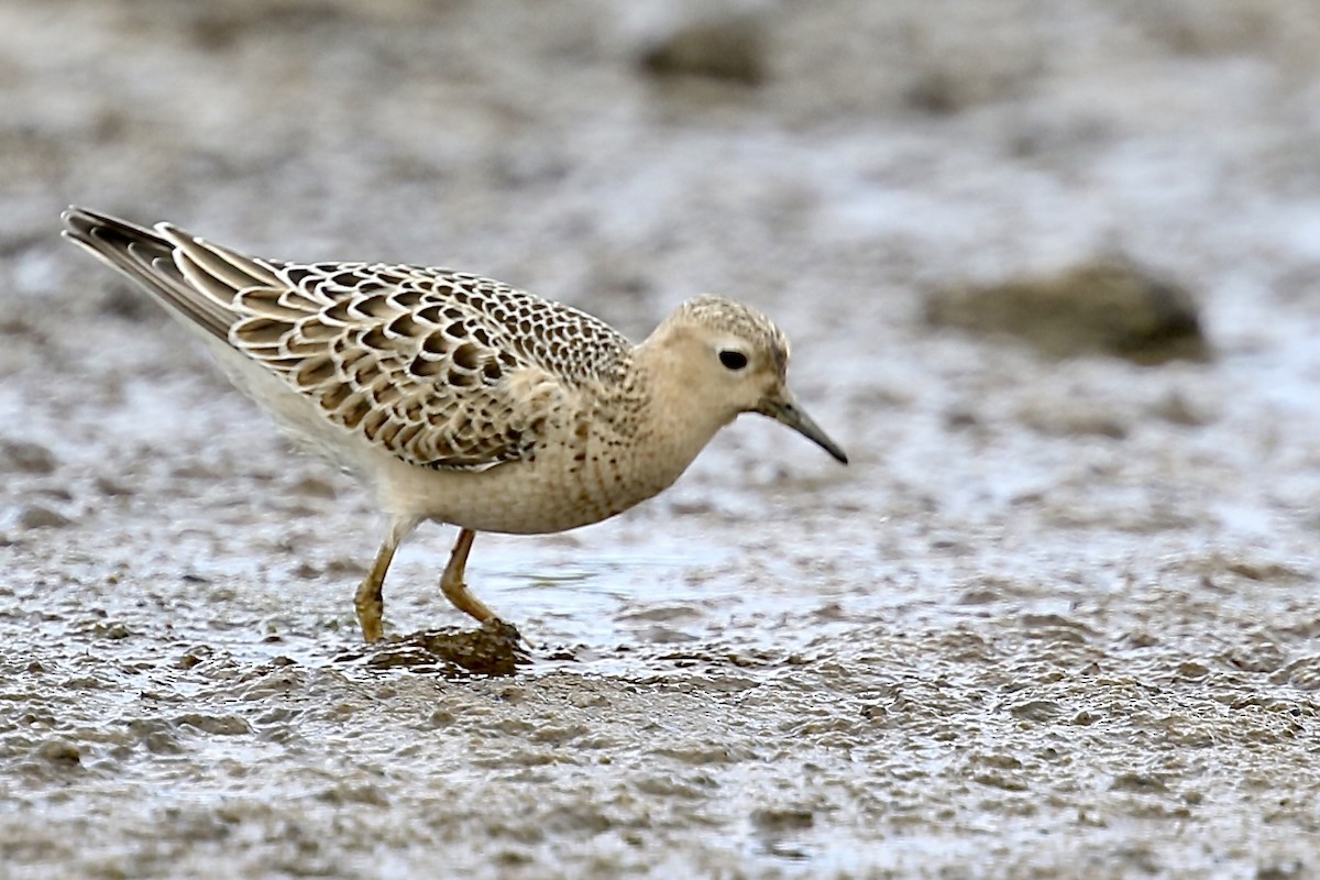 Ухаа элсэг - ML641911378