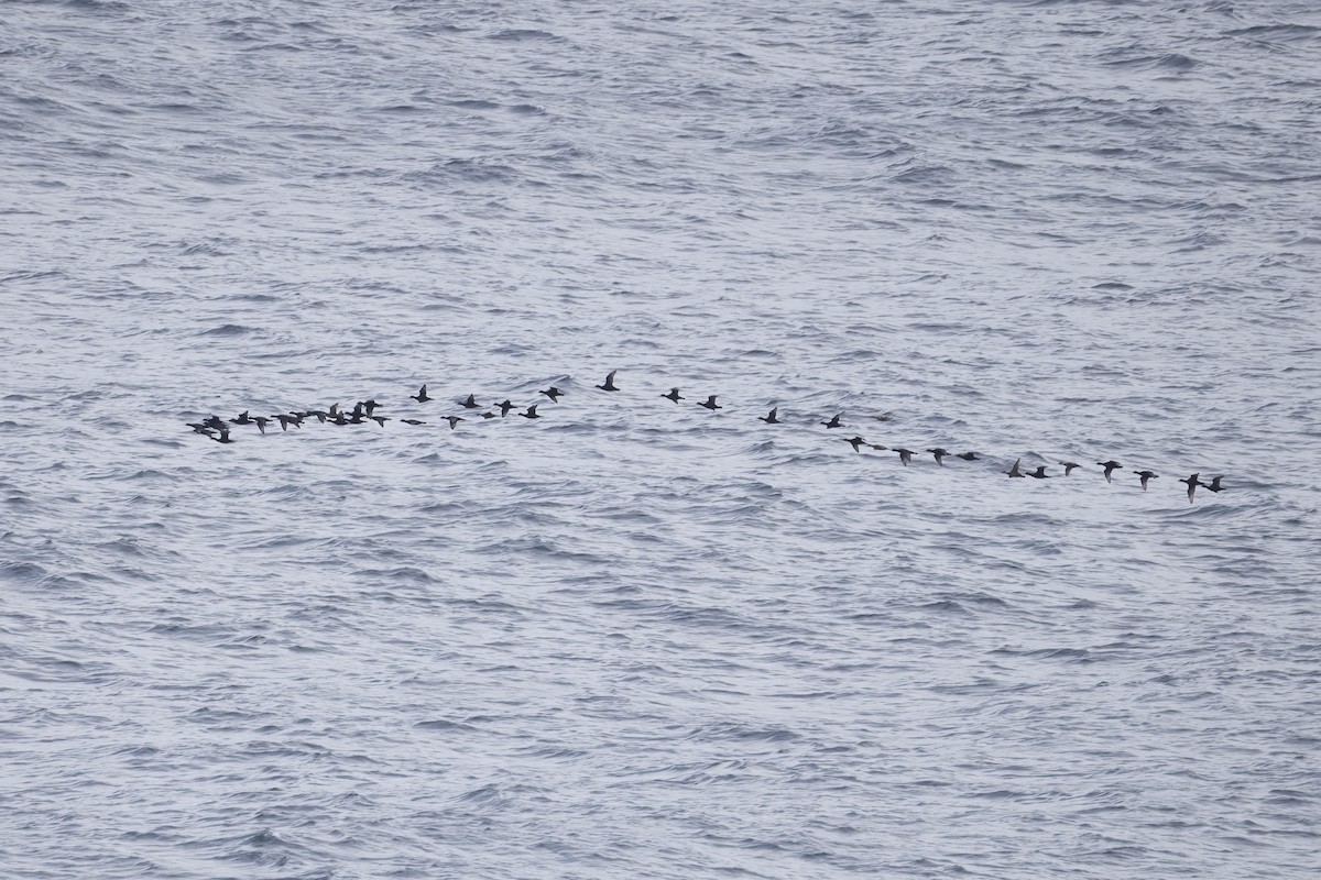 Common Scoter - ML641911389