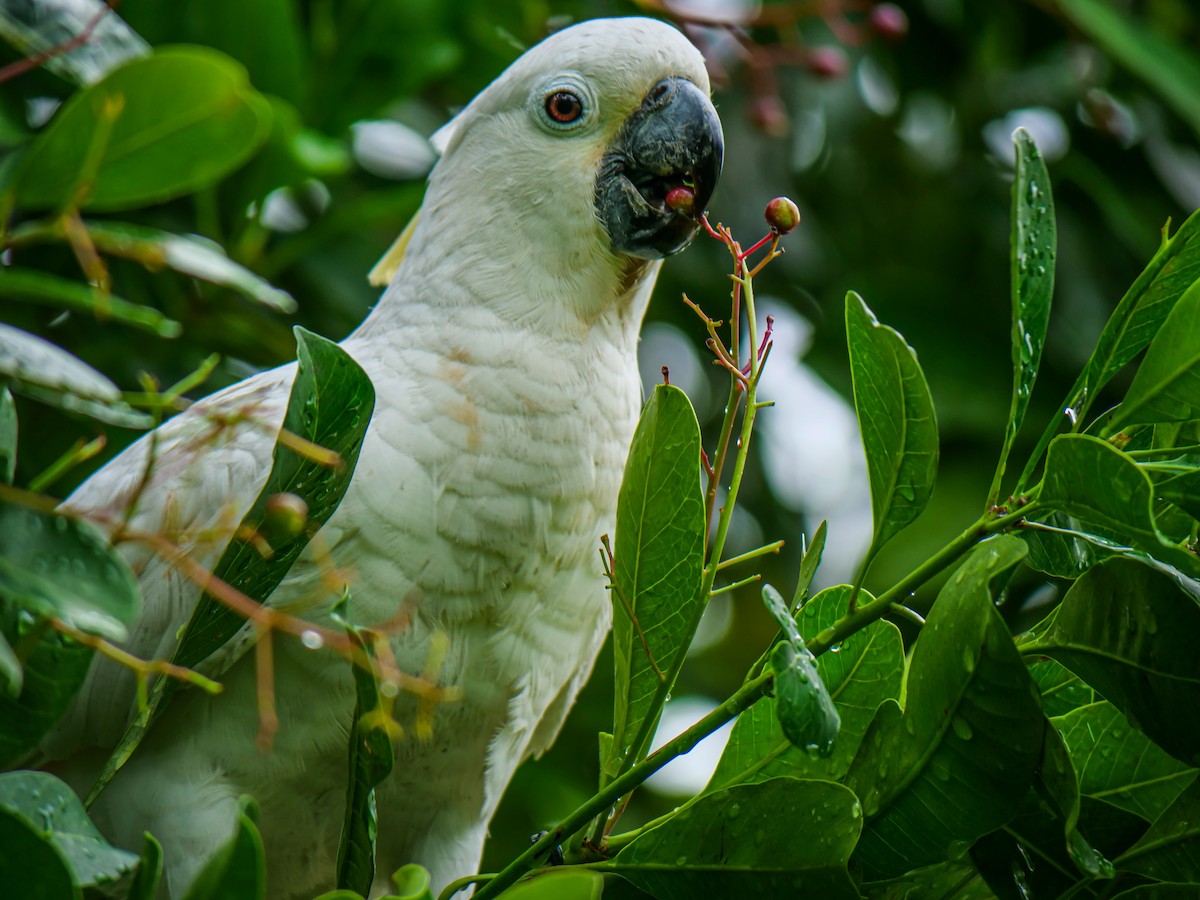 Yellow-crested Cockatoo - ML641911390