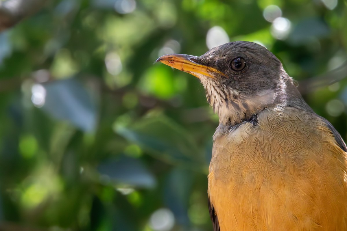 Olive Thrush - ML641911391