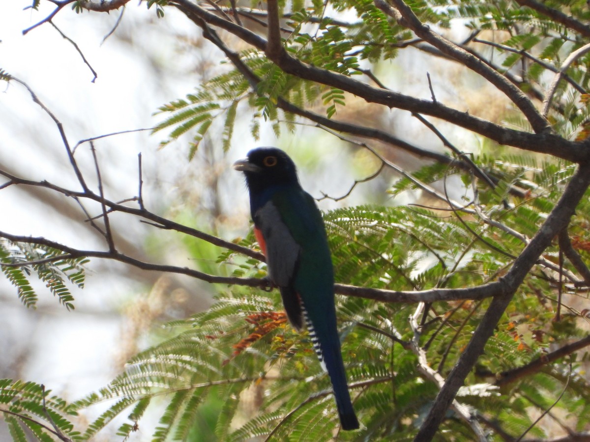 Blue-crowned Trogon - ML641911396