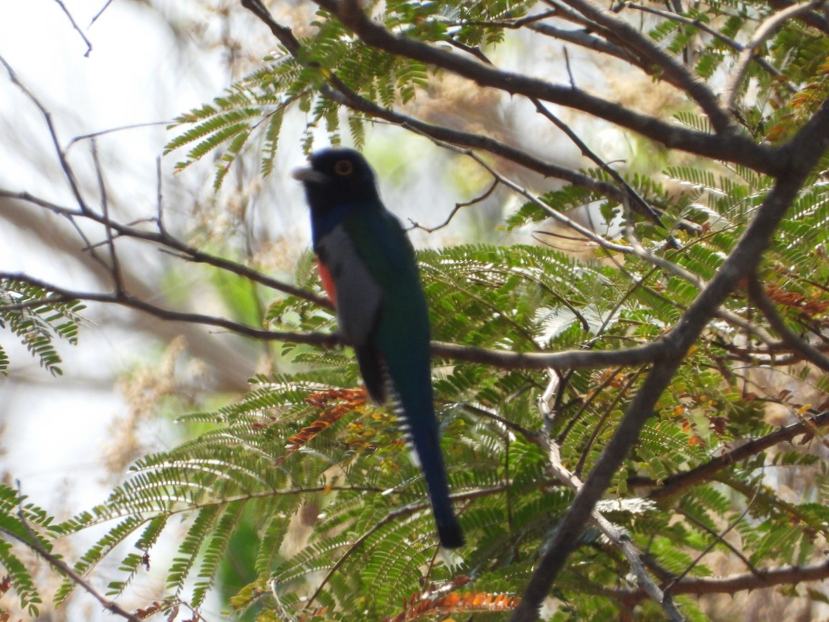 Blue-crowned Trogon - ML641911397