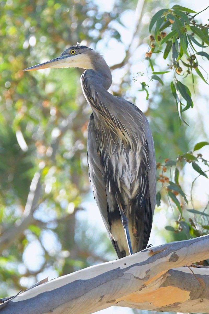 Great Blue Heron - ML641911408
