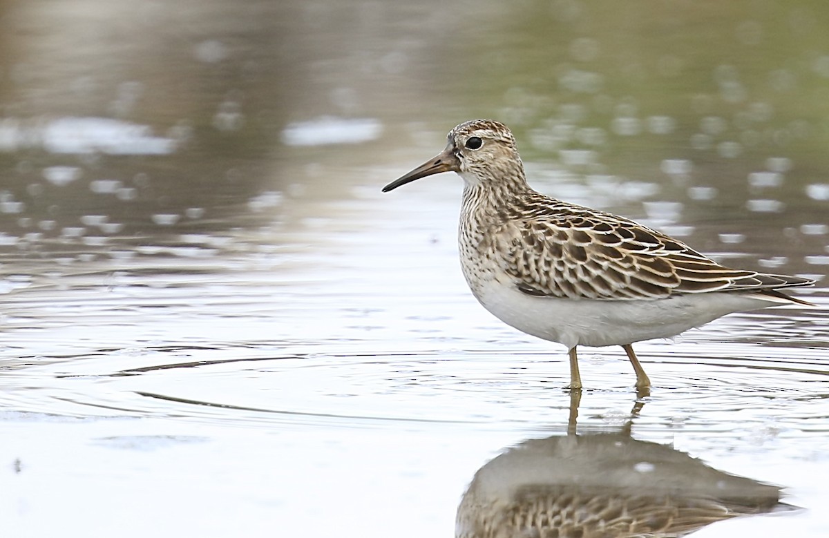 Орог элсэг - ML641911413