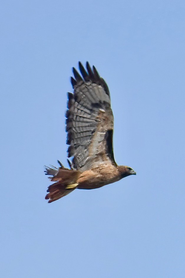 Red-tailed Hawk - ML641911415