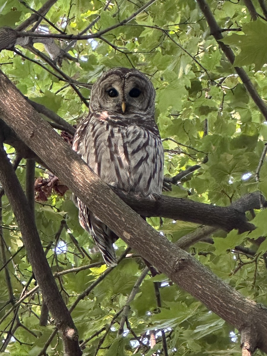 Barred Owl - ML641911418