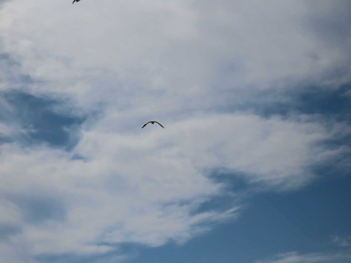 Magnificent Frigatebird - ML641911426