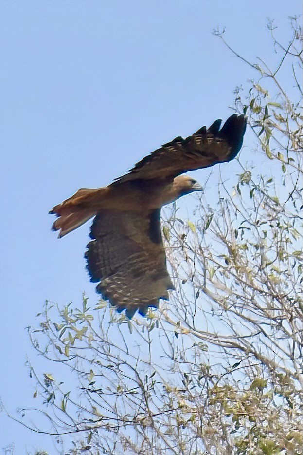 Red-tailed Hawk - ML641911428