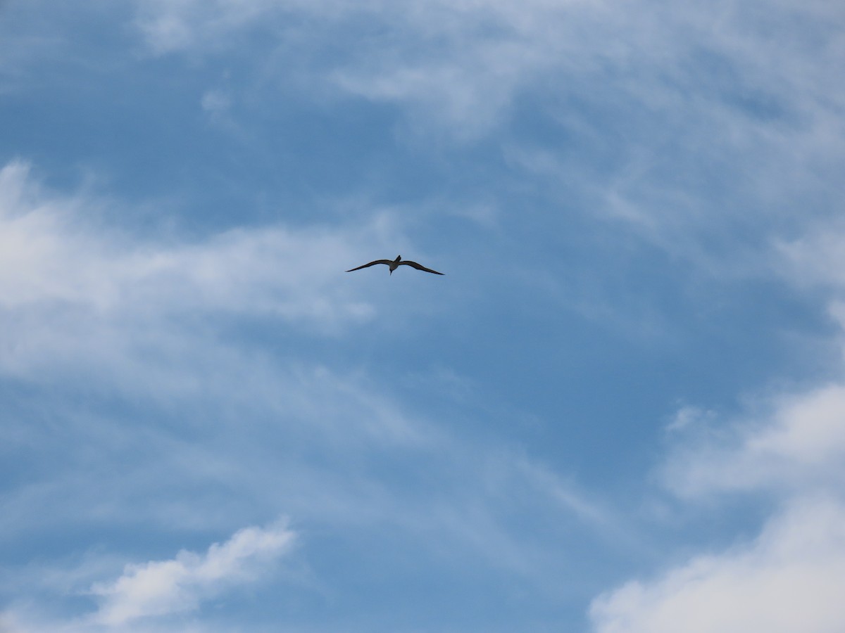 Magnificent Frigatebird - ML641911457