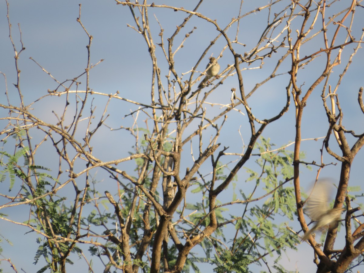 Rufous-crowned Sparrow - ML641911459