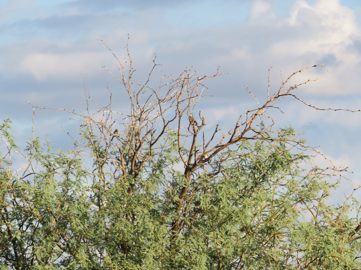 Rufous-crowned Sparrow - ML641911461