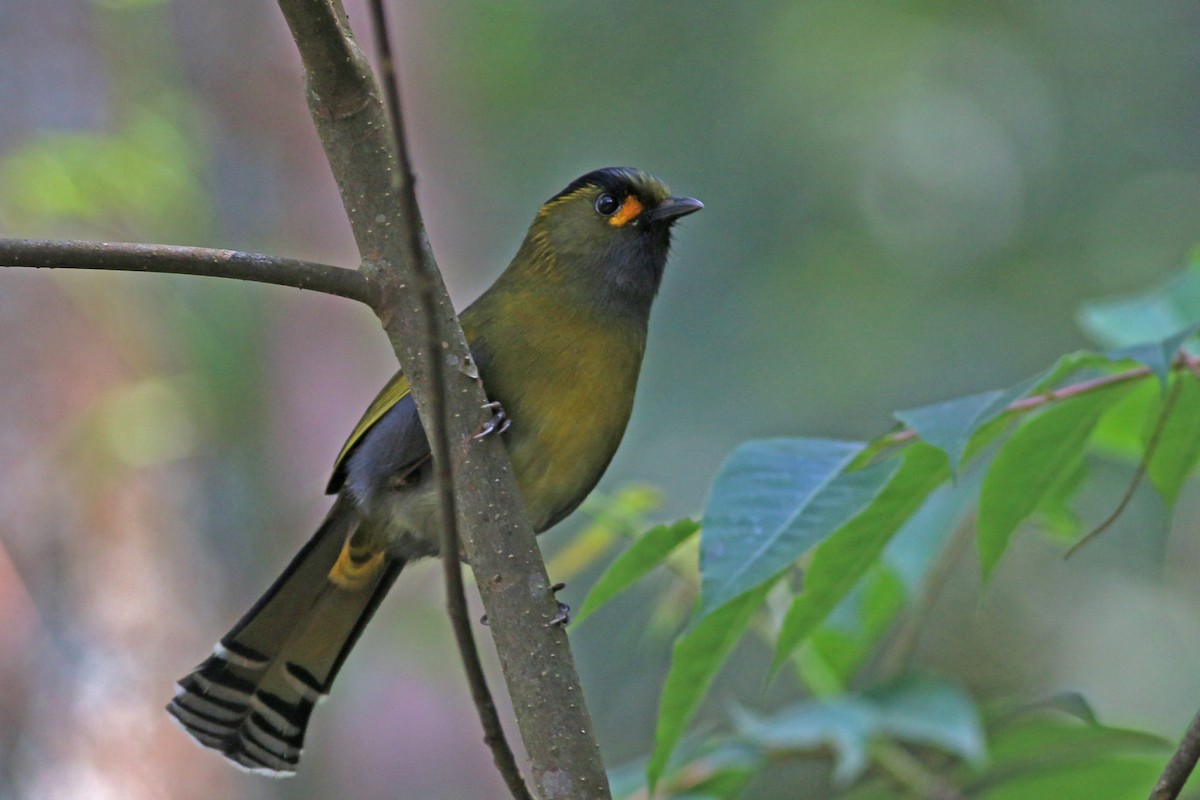 Taiwan Liocichla - ML641911489