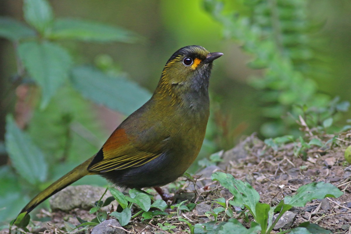 Taiwan Liocichla - ML641911490