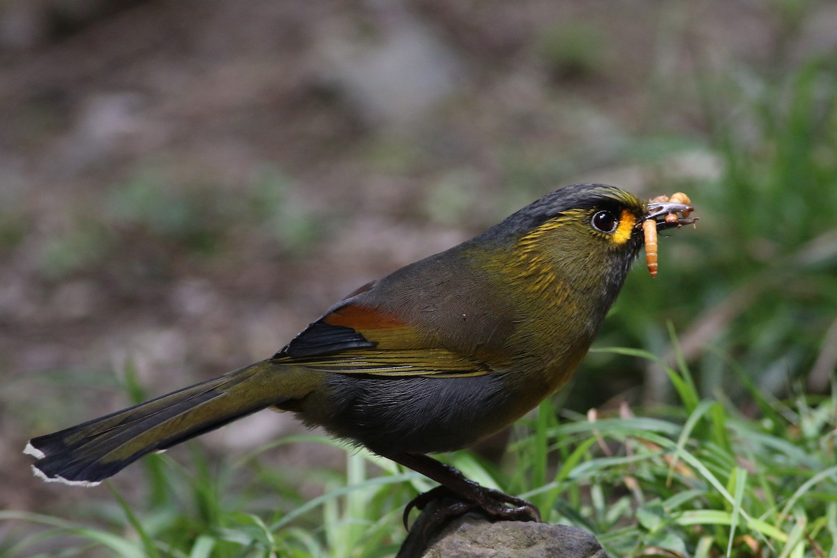 Taiwan Liocichla - ML641911491
