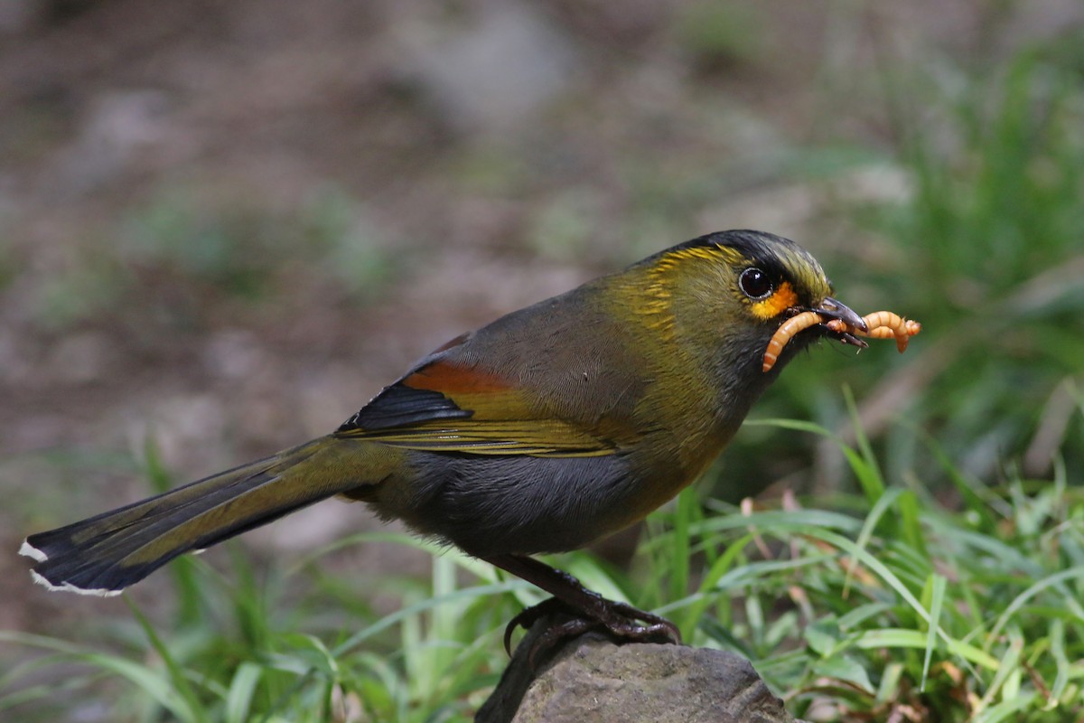 Taiwan Liocichla - ML641911492