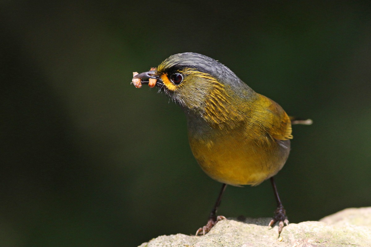 Taiwan Liocichla - ML641911493