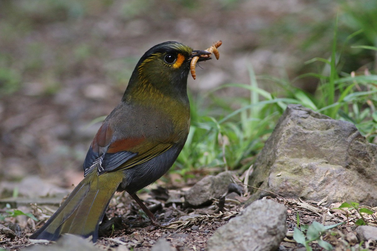 Taiwan Liocichla - ML641911494