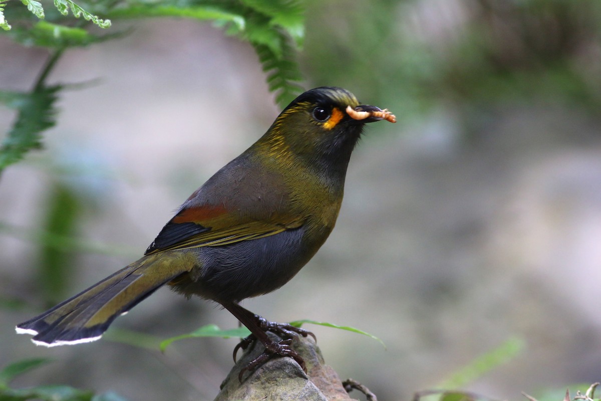 Taiwan Liocichla - ML641911495