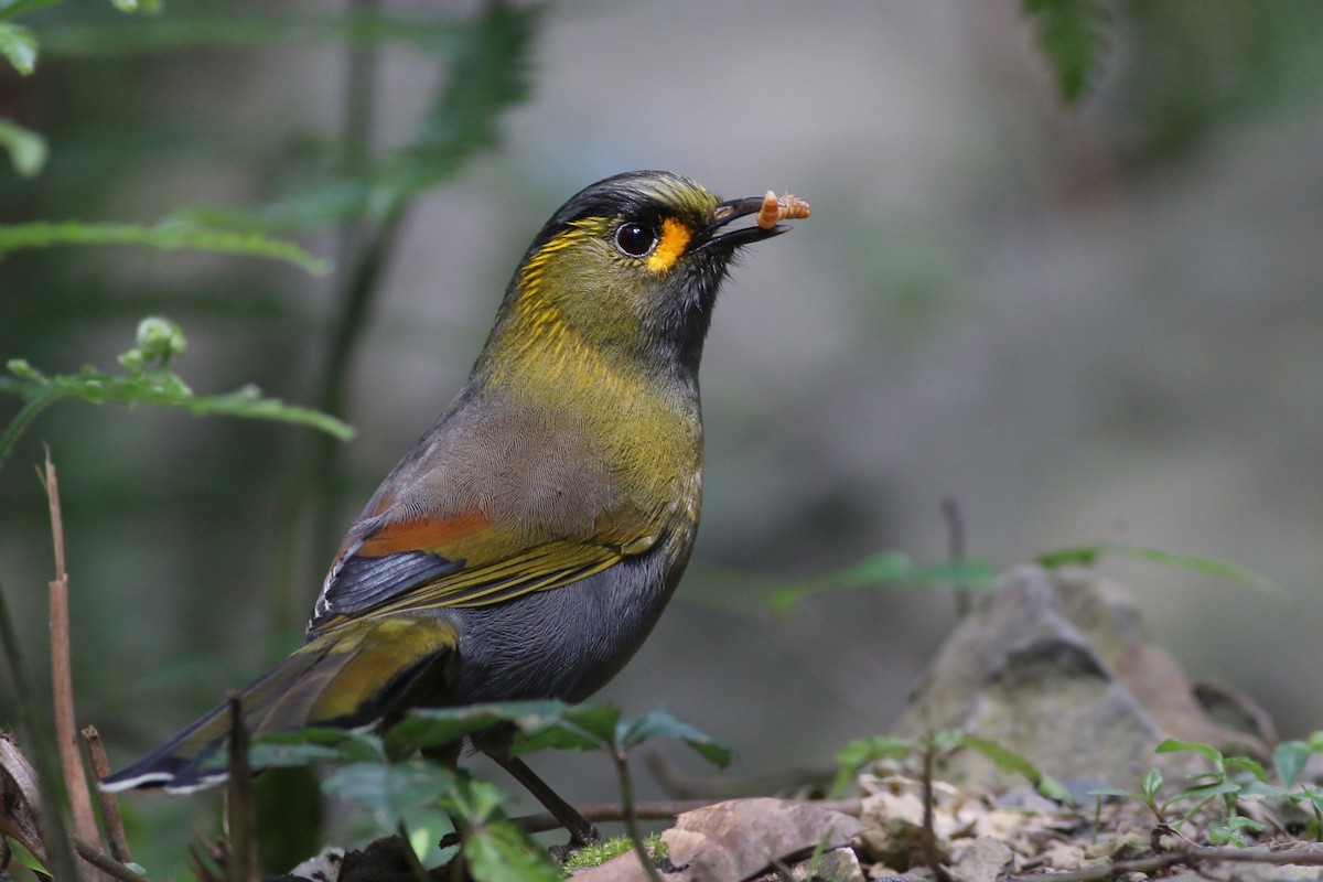 Taiwan Liocichla - ML641911496