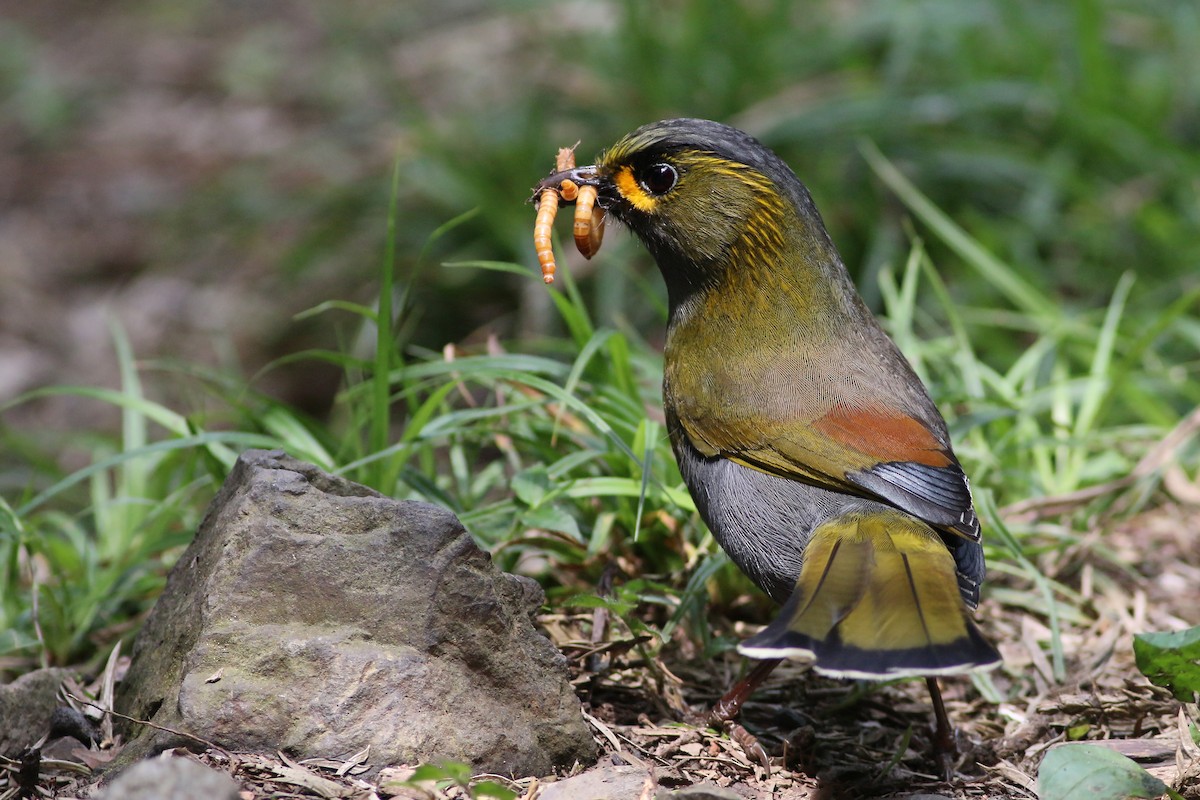 Taiwan Liocichla - ML641911497