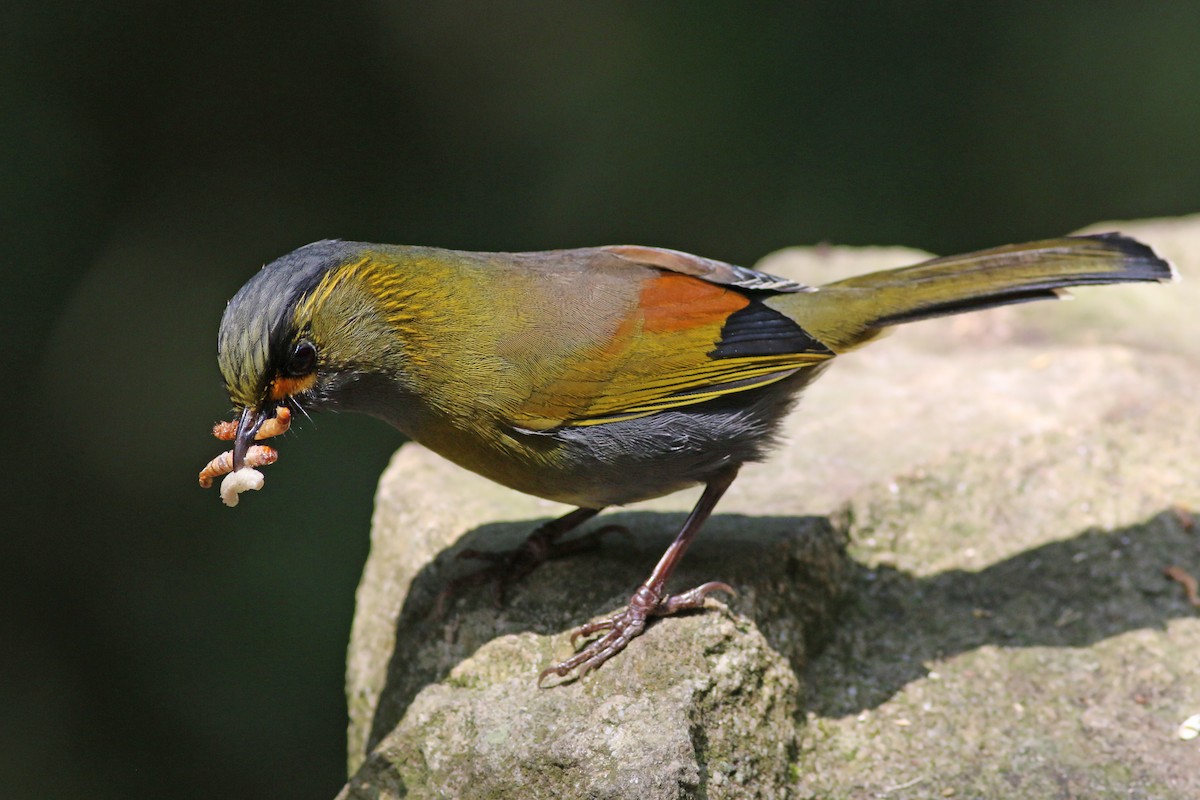 Taiwan Liocichla - ML641911498