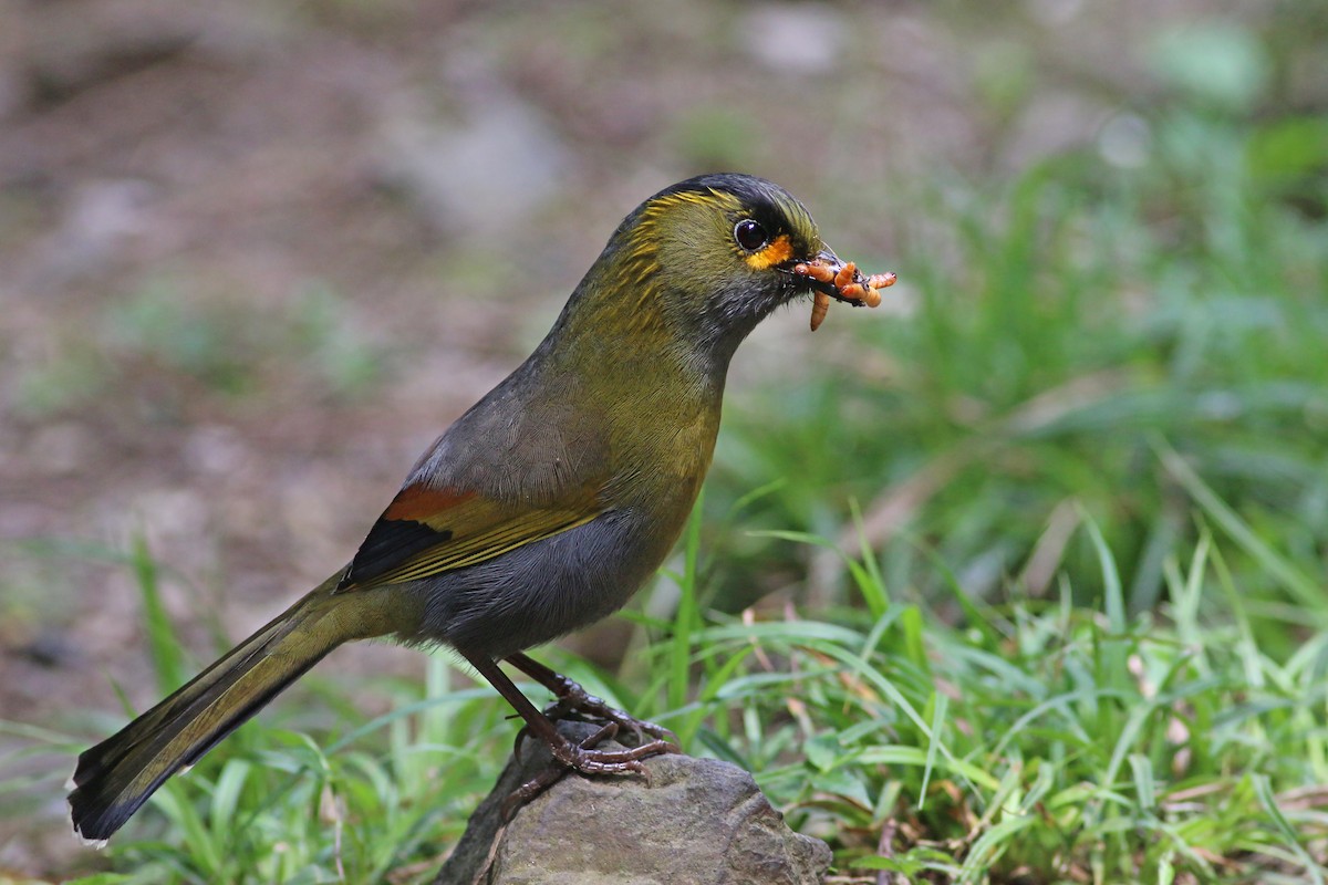 Taiwan Liocichla - ML641911499